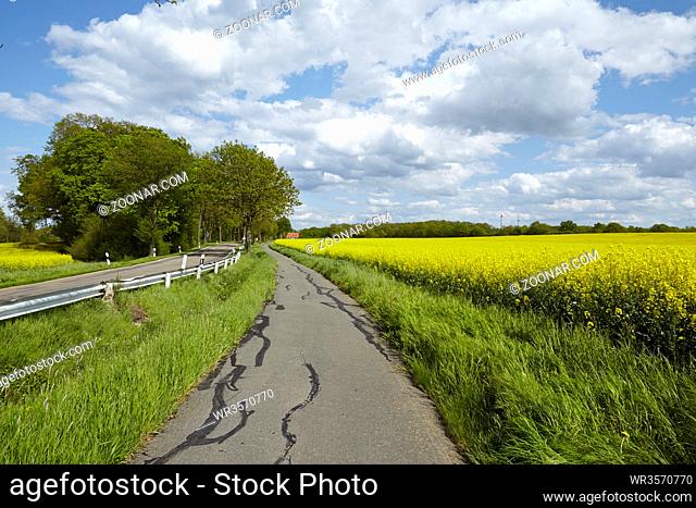 Ein Radweg mit Bäumen und einem blühendem, gelbem Rapsfeld bei blauem Himmel mit weißen Wolken und Sonne