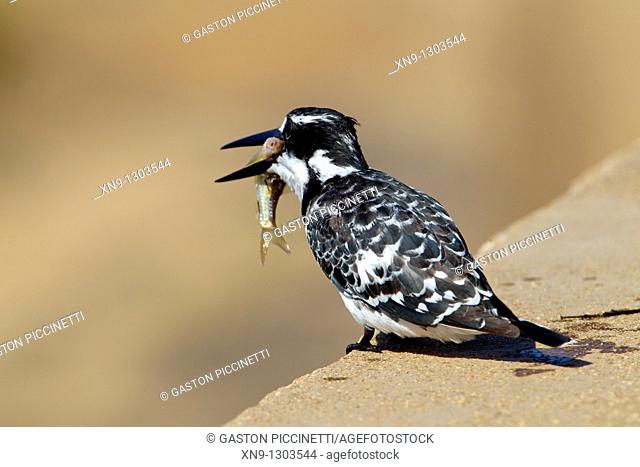 Pied Kingfisher (Ceryle rudis), fishing, Kruger National Park, South Africa