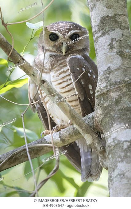 Madagaskar hawk-owl (Ninox superciliaris) sitting in a tree, Berenty Private Reserve, Madagaskar