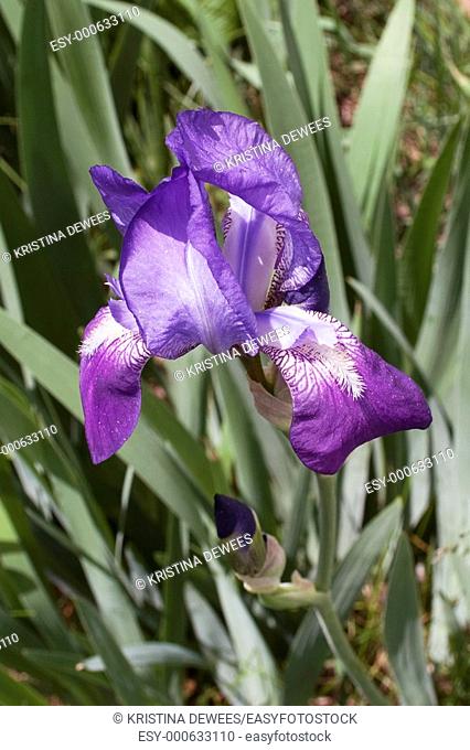 A white and purple Iris
