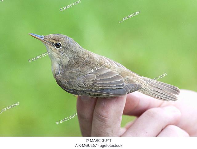 Eurasian Reed Warbler (Acrocephalus scirpaceus) in the hand. Caught and banded in late August on the ringing station of Nijmegen, Netherlands