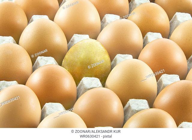 One golden egg with many ordinary fresh rural eggs packed into cardboard container