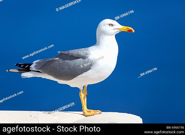 Yellow-legged gull (Larus michahellis) sitting on stone railing, Cap Formentor, Majorca, Spain, Europe