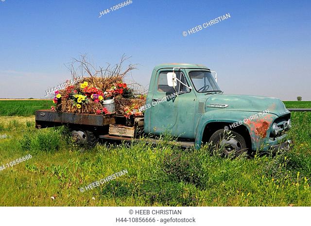 10856666, Canada, Flowers, Old Pickup Truck, near