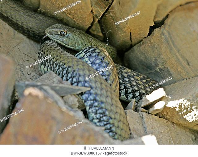 Montpellier snake Malpolon monspessulanus insignitus, in hiding-place, Spain, Extremadura