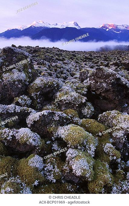 Nisga'a Memorial Lava Bed Provincial Park, lichen encrusted rock, at daybreak, British Columbia, Canada