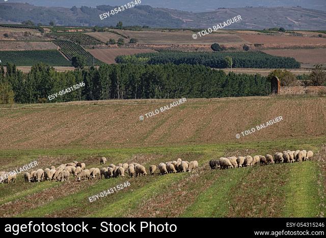 rebaño de ovejas, Berceo, La Rioja, Spain