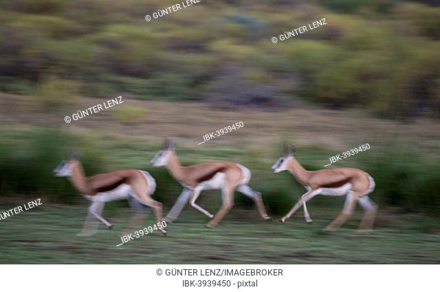Running Springboks (Antidorcas marsupialis), Little Karoo, Western Cape, South Africa