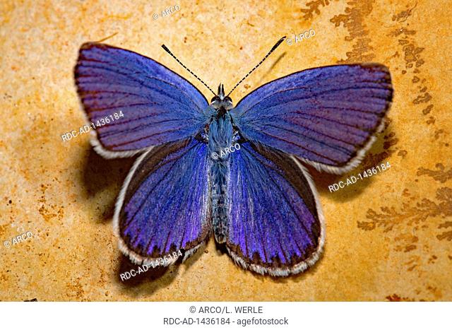 reverdin's blue, male, trace fossils, Plebejus argyrognomon
