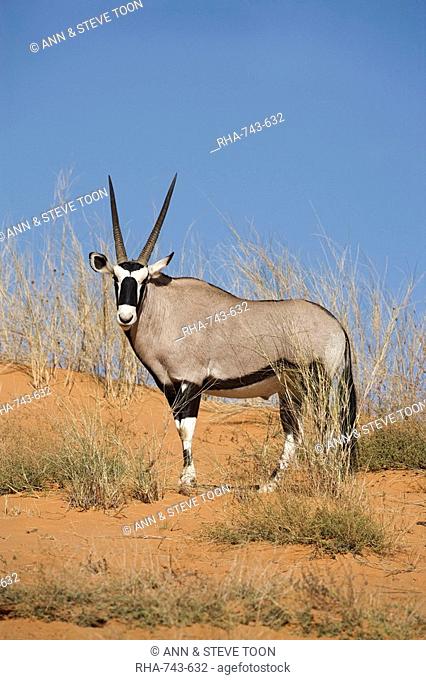 Gemsbok Oryx gazella gazella, Kgalagadi Transfrontier Park, South Africa, Africa