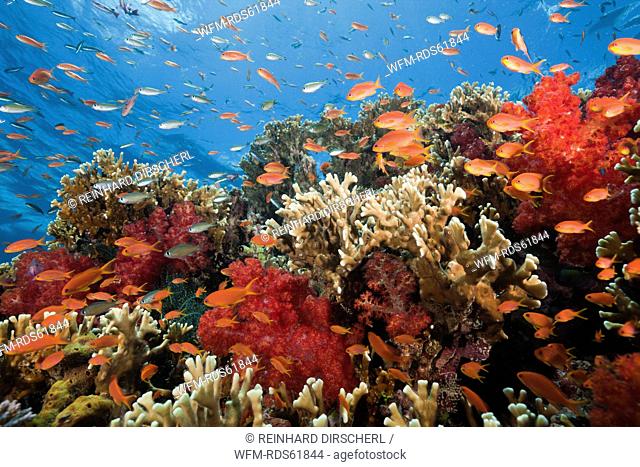 Lyretail Anthias in Coral Reef, Pseudanthias squamipinnis, Gau, Lomaiviti, Fiji