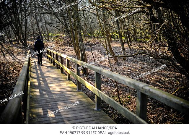 18 February 2019, Schleswig-Holstein, Sylt: A young man walks through the forest of Odde-Hörnum on the island of Sylt. Sylt is the largest North Frisian island...