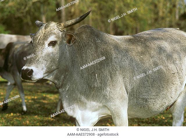 Miniature Zebu Cattle breed from India - Mr. Reddick's herd, Micanopy, Florida