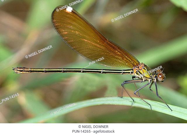 Close-up of a female beautiful demoiselle Calopteryx virgo showing the typical green/yellow metallic colouration of the female of the species Resting on grasses...