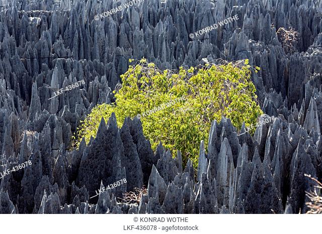 Rock formation with tree in the Tsingy-de-Bemaraha National Park, Mahajanga, Madagascar, Africa