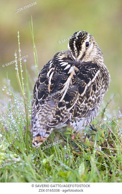 Common Snipe (Gallinago gallinago faeroeensis), adult resting in the grass