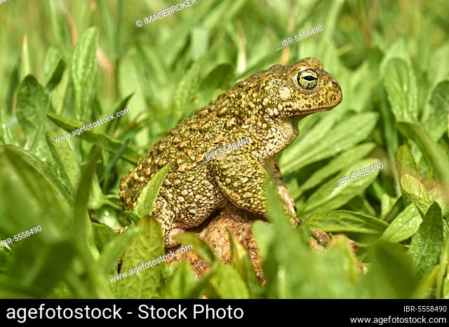 Sapo Corredor, natterjack toad (Bufo calamita), Benalmadena, Malaga, Andalusia, Spain, Europe