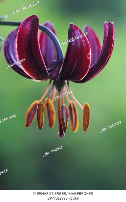 Martagon or Turk's cap lily (Lilium martagon port wine)