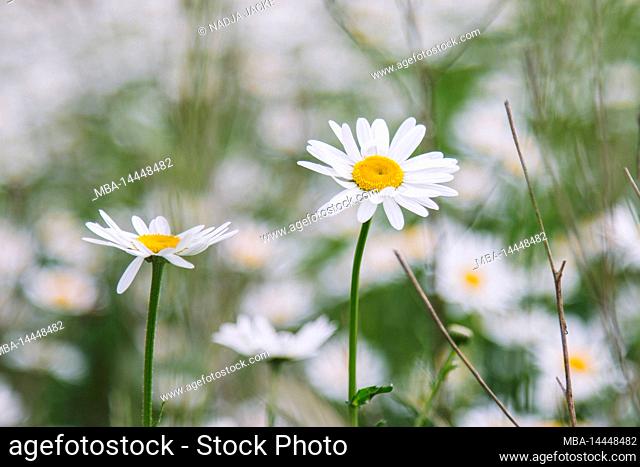 Flower meadow, daisies, summer
