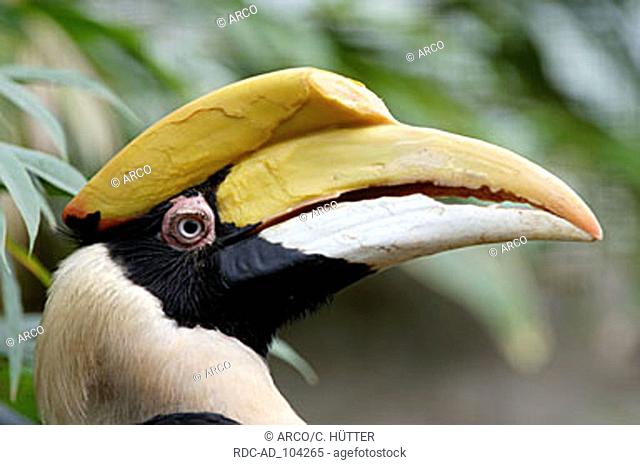 Great Indian Hornbill Buceros bicornis side