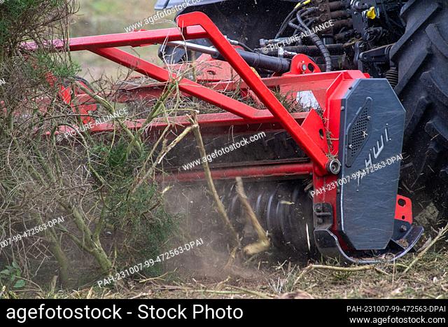 06 October 2023, Mecklenburg-Western Pomerania, Kloster: Not far from the lighthouse on the Dornbusch plateau, tractors with cutting equipment are currently...