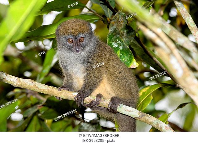 Eastern Lesser Bamboo Lemur (Hapalemur griseus), Andasibe-Mantadia National Park, Madagascar