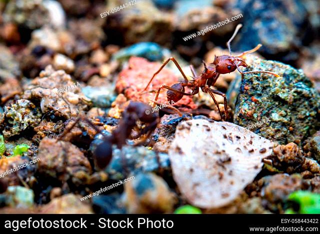 Macro photography of leaf cutter ant on stones