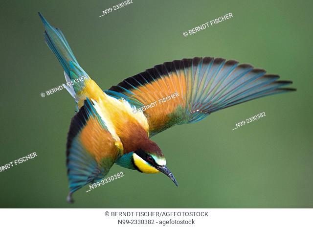 Bee-eater (Merops apiaster), flying, Bulgaria