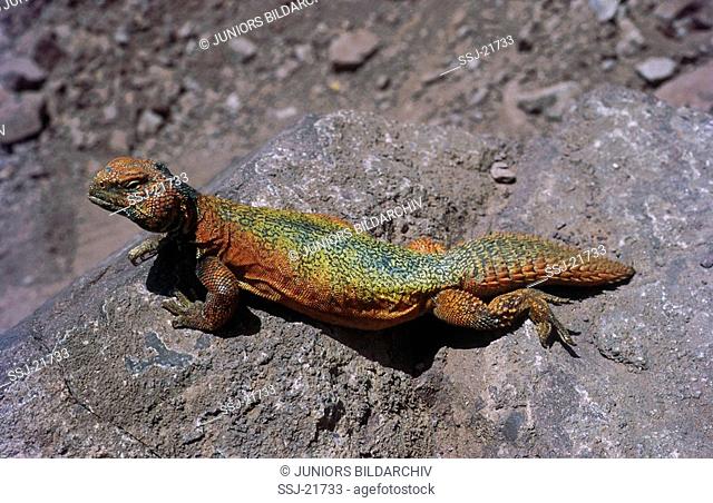 uromastyx acanthinurus / African spiny-tailed lizard