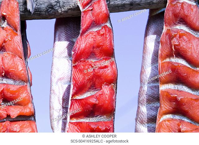Salmon hanging to dry on Shishmaref a tiny island between alaska and siberia in the Chukchi sea is home to around 600 inuits or eskimos As hunter gatherers...