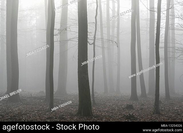 Beech forest in the fog, December, Spessart, Bavaria, Germany