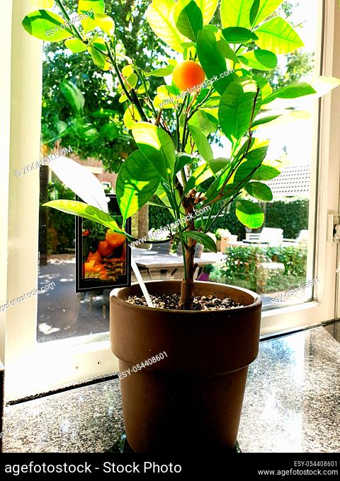 Potted orange plant near a window in a home, healthy fruit close-up