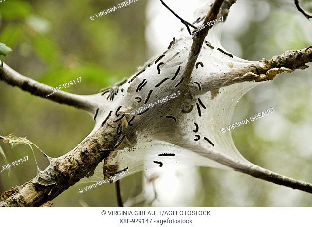 Life forming in a gypsy moth nest, Holliston, Massachusetts