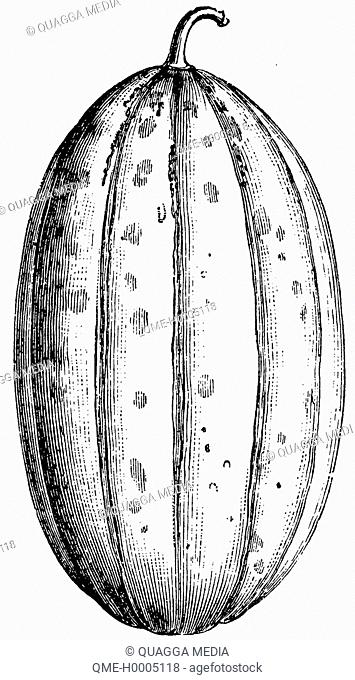 Melon varieties: Long Moscatello