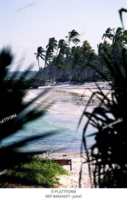 Beach and palmtrees Zanzibar