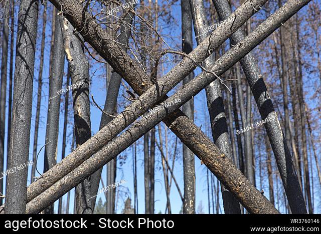 Aftermath of a forest fire, charred tree trunks and shadows