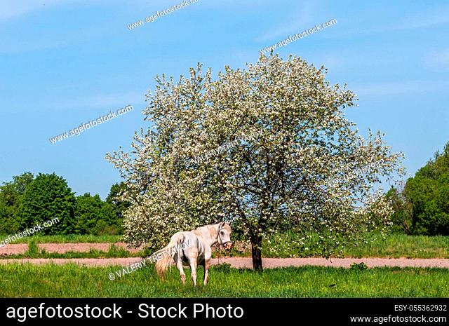 White horse grazing on the green lawn near Apple tree in spring with white blossoms - Scenic countryside in Ukraine