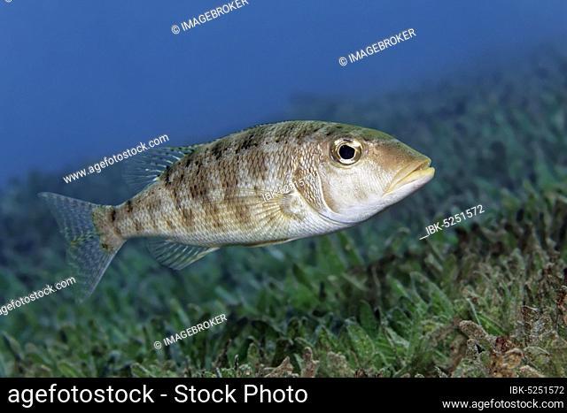Yellowfin road sweeper (Lethrinus erythropterus), on seagrass meadow, Red Sea, Jordan, Asia
