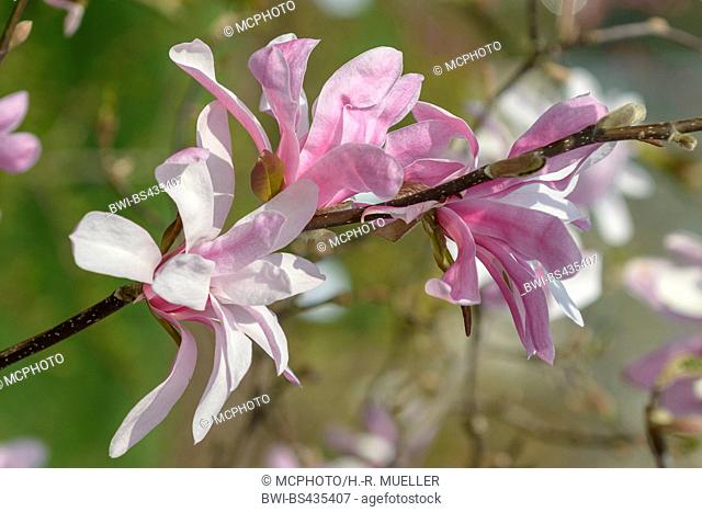 magnolia (Magnolia x loebneri 'Leonard Messel', Magnolia x loebneri Leonard Messel), cultivar Leonard Messel