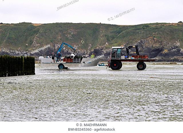 blue mussel, bay mussel, common mussel, common blue mussel (Mytilus edulis), tractor with amphibious craft going to mussel harvest at ebb-tide, France, Brittany