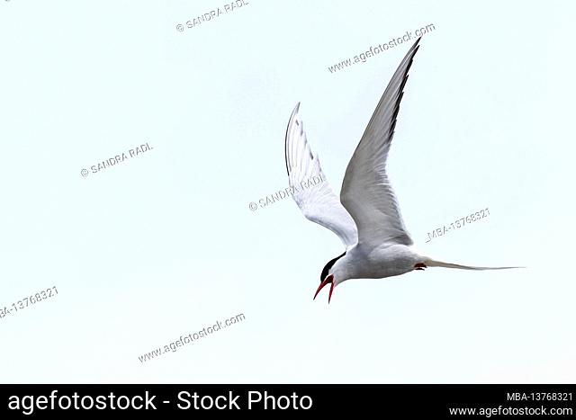 Arctic tern in flight, Eiderstedt peninsula, Schleswig-Holstein Wadden Sea National Park, Germany, Schleswig-Holstein, North Sea coast