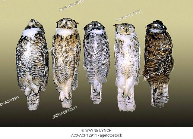 Great horned owl carcasses