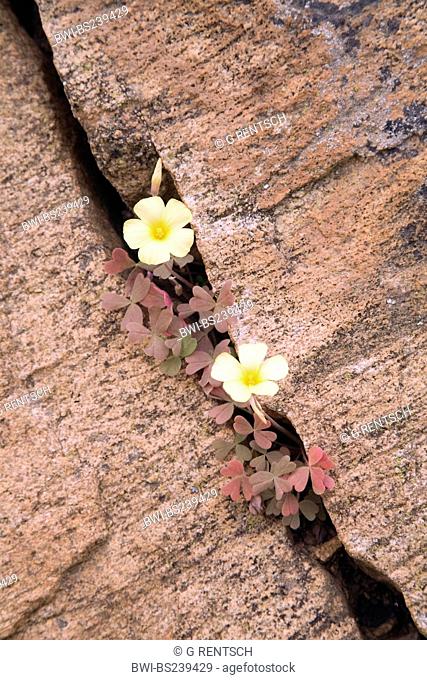 Oxalis obtusa Oxalis obtusa, blooming in a rock crevice, South Africa