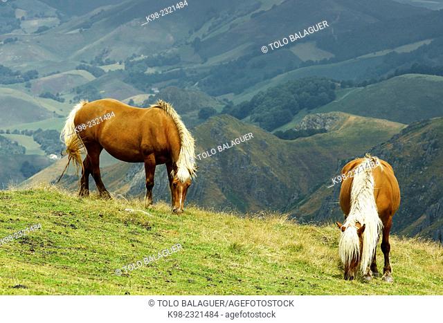 Burguete horses at the Collado de Arbilleta. Valle de Erro, GR11 long-distance footpath, Pyrenees mountains, Navarra, Spain