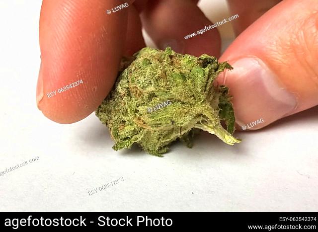 Small dried cannabis inflorescence. Dope marijuana from dried hemp inflorescences