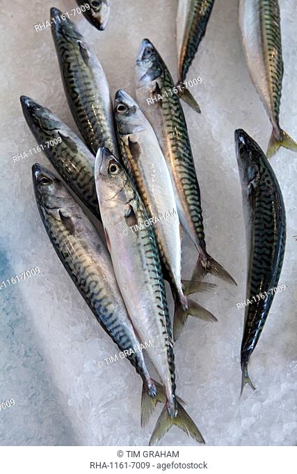 Freshly-caught mackerel fish on sale at food market at La Reole in Bordeaux region of France