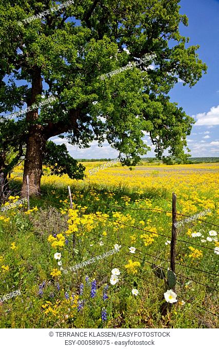 Wildflowers in the meadows of hill country near Mason, Texas, USA