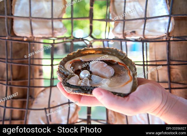Close up of an open oyster shell held in front of an oyster trap; Western Australia, Australia