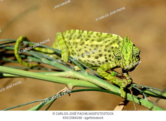 Chameleon (Chamaeleo chamaeleon), Doñana National Park, Andalusia, Spain