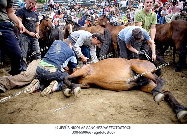 Fiesta de la Rapa das Bestas in Sabucedo, Pontevedra province. Galicia. Spain